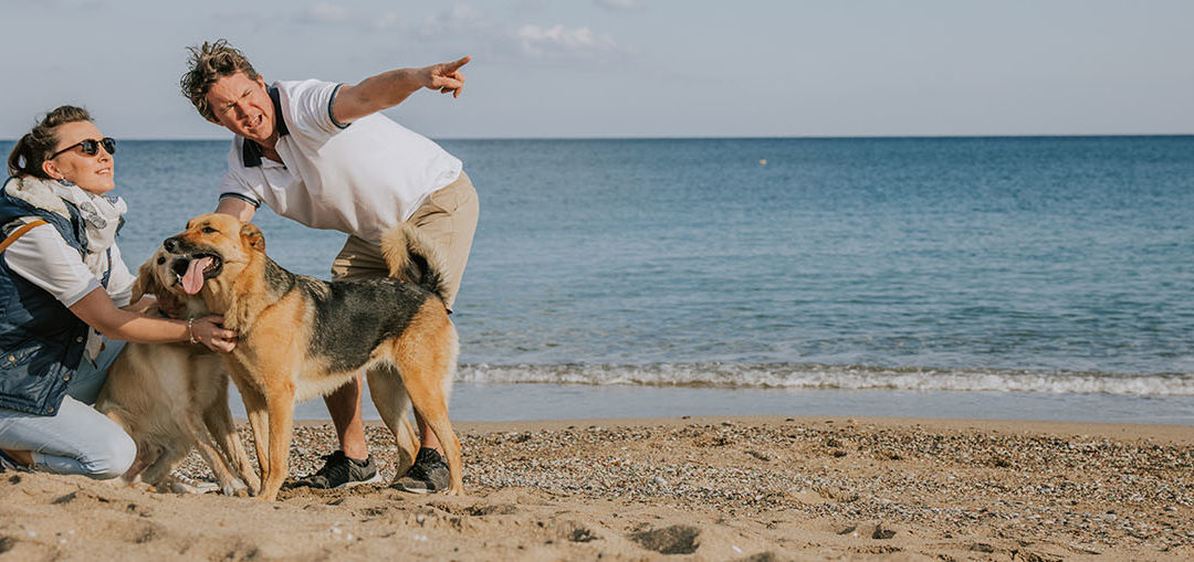 Positive Fundamentals and why you and your dog need it